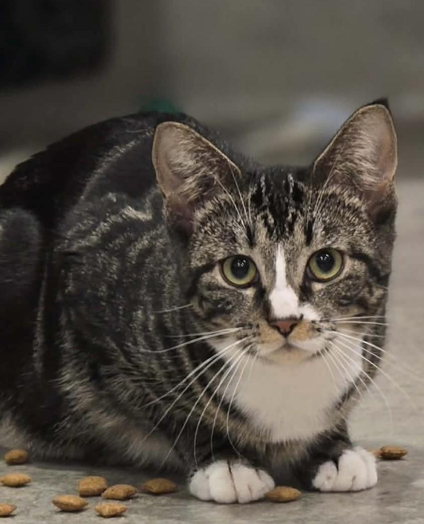 Mikey, ADOPTABLE, Young Male Domestic Short Hair.