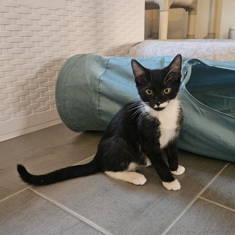 Enlarge Bree, an adoptable Domestic Short Hair in Alexandria, VA image 3/4