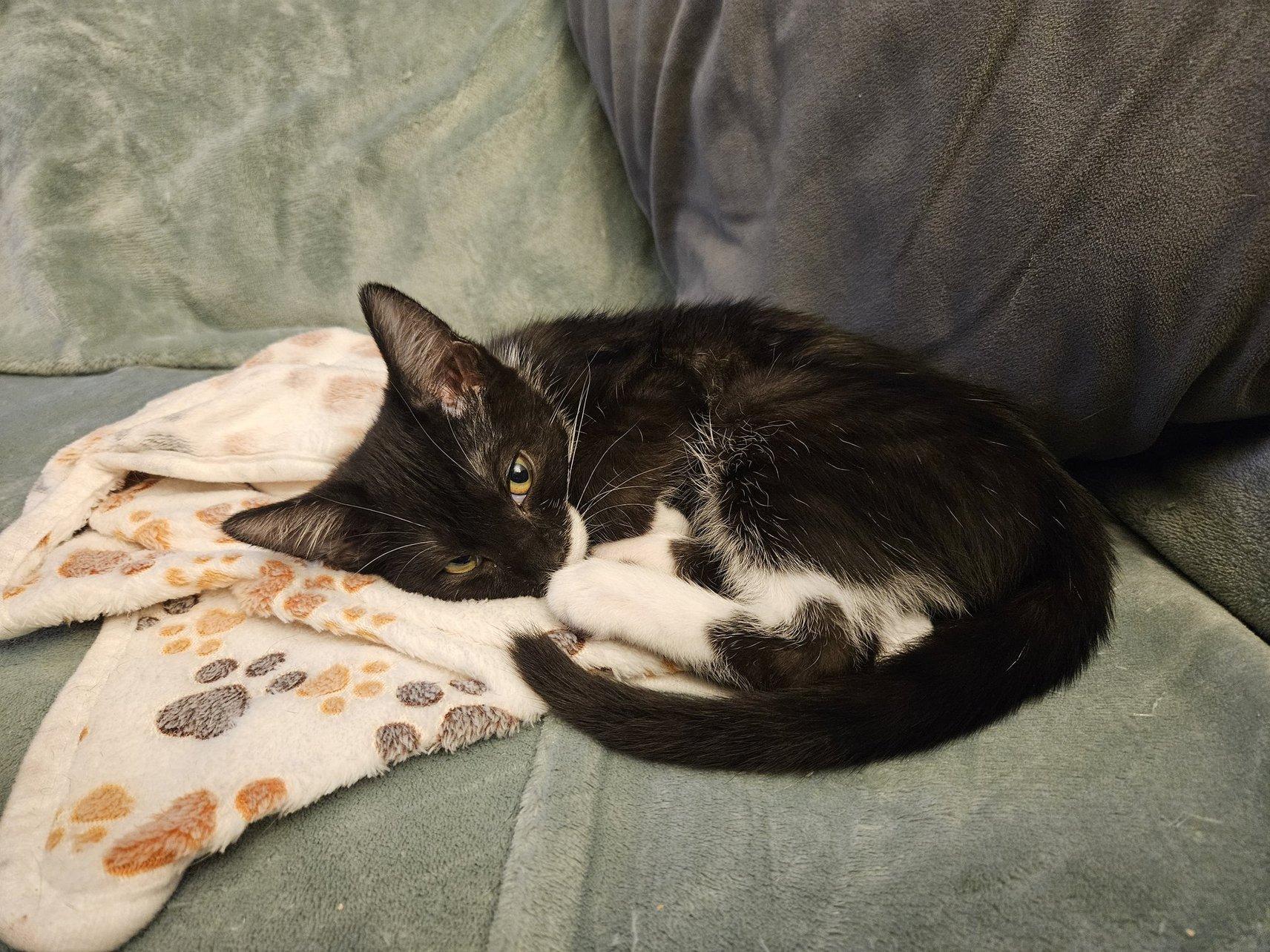 Enlarge Bree, an adoptable Domestic Short Hair in Alexandria, VA image 2/4