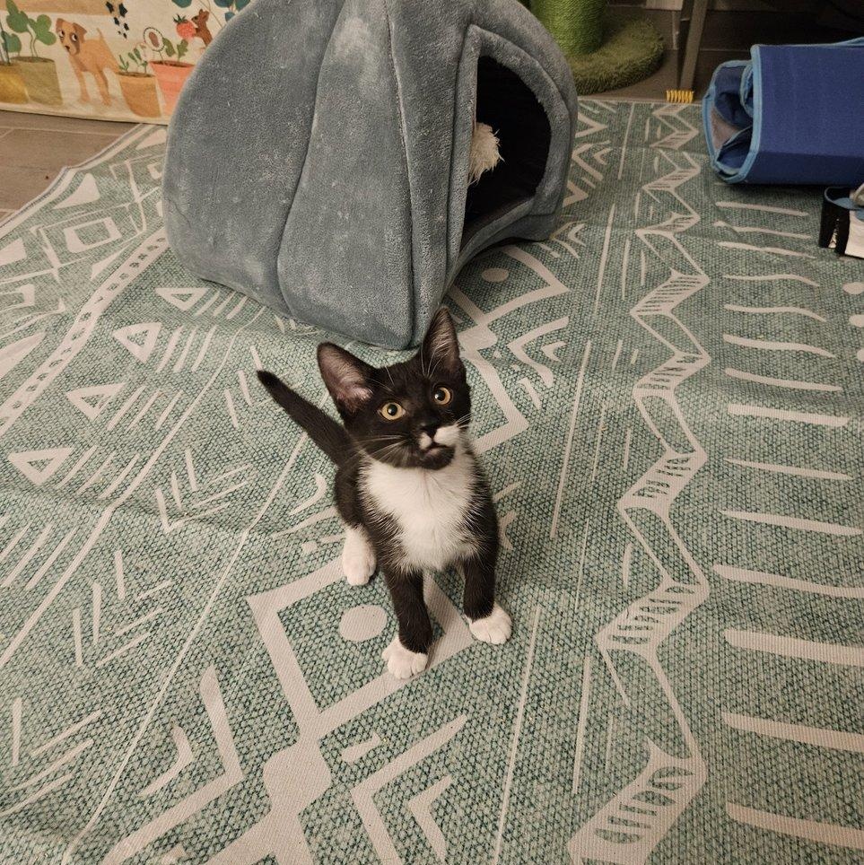 Enlarge Bree, an adoptable Domestic Short Hair in Alexandria, VA image 4/4