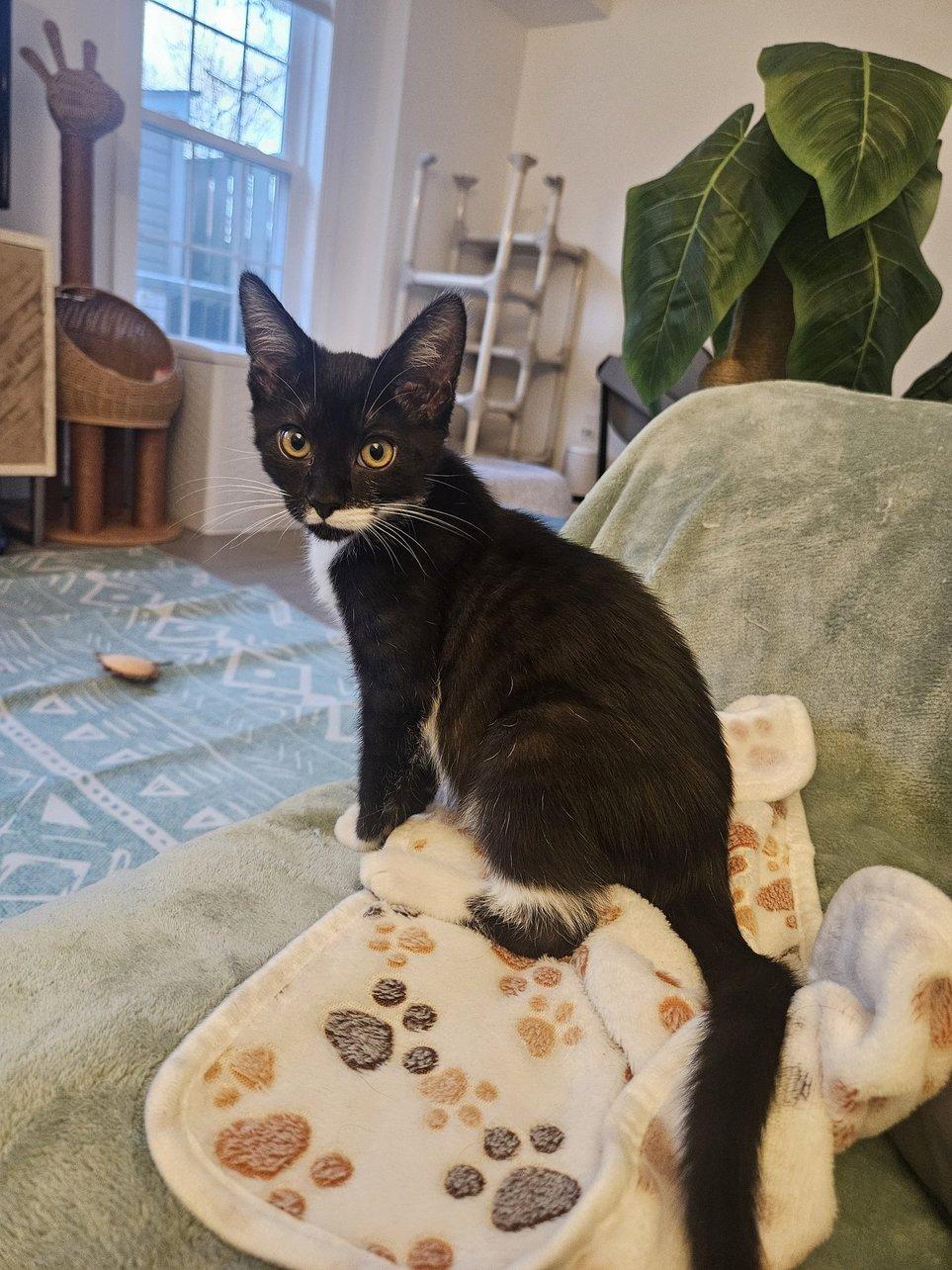 Bree, adoptable, Kitten Female Domestic Short Hair.