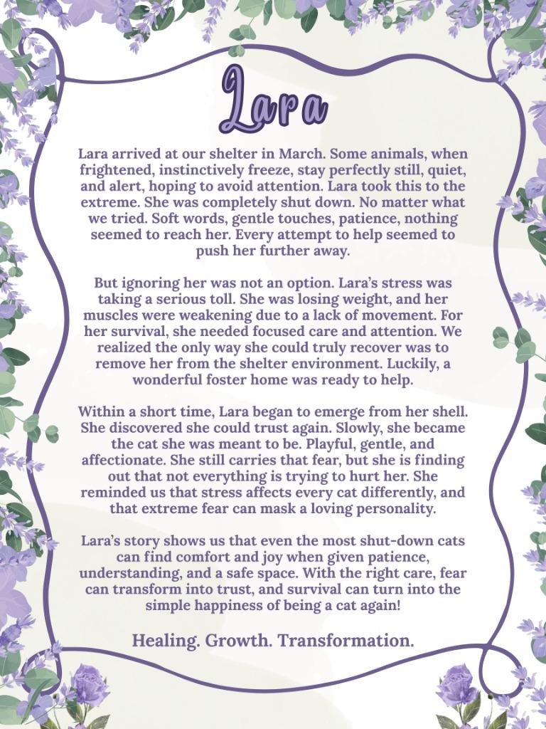 Enlarge Lara, a Adoptable mixed breed in Ellijay, GA image 1/4