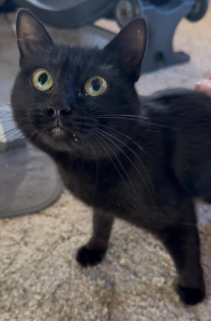 Enlarge Lara, a Adoptable mixed breed in Ellijay, GA image 2/4