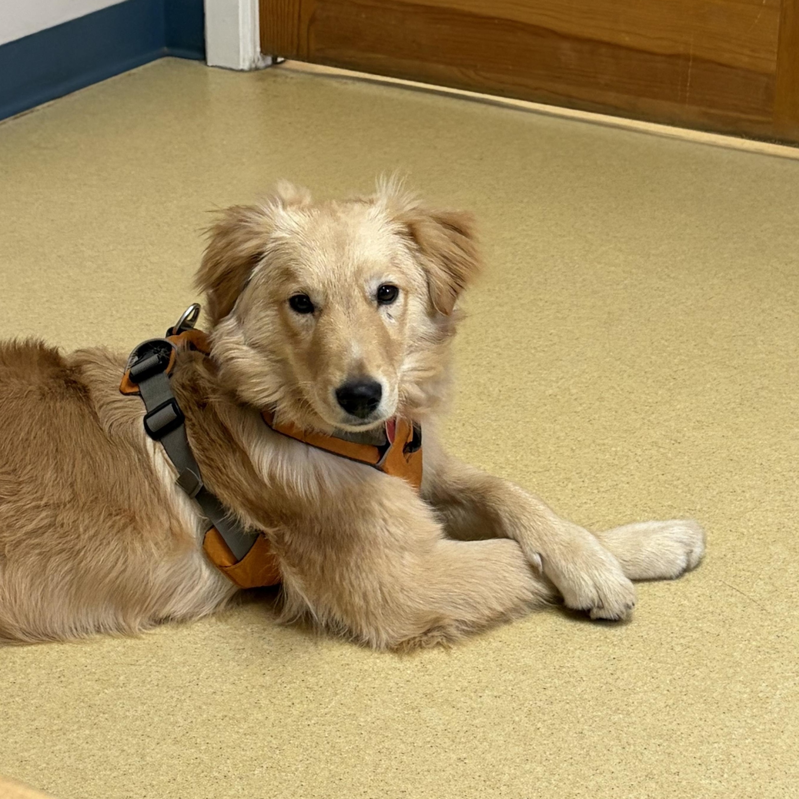 Timber - ADOPTION PENDING , an adopted mixed breed in Mashpee, MA image 1/5