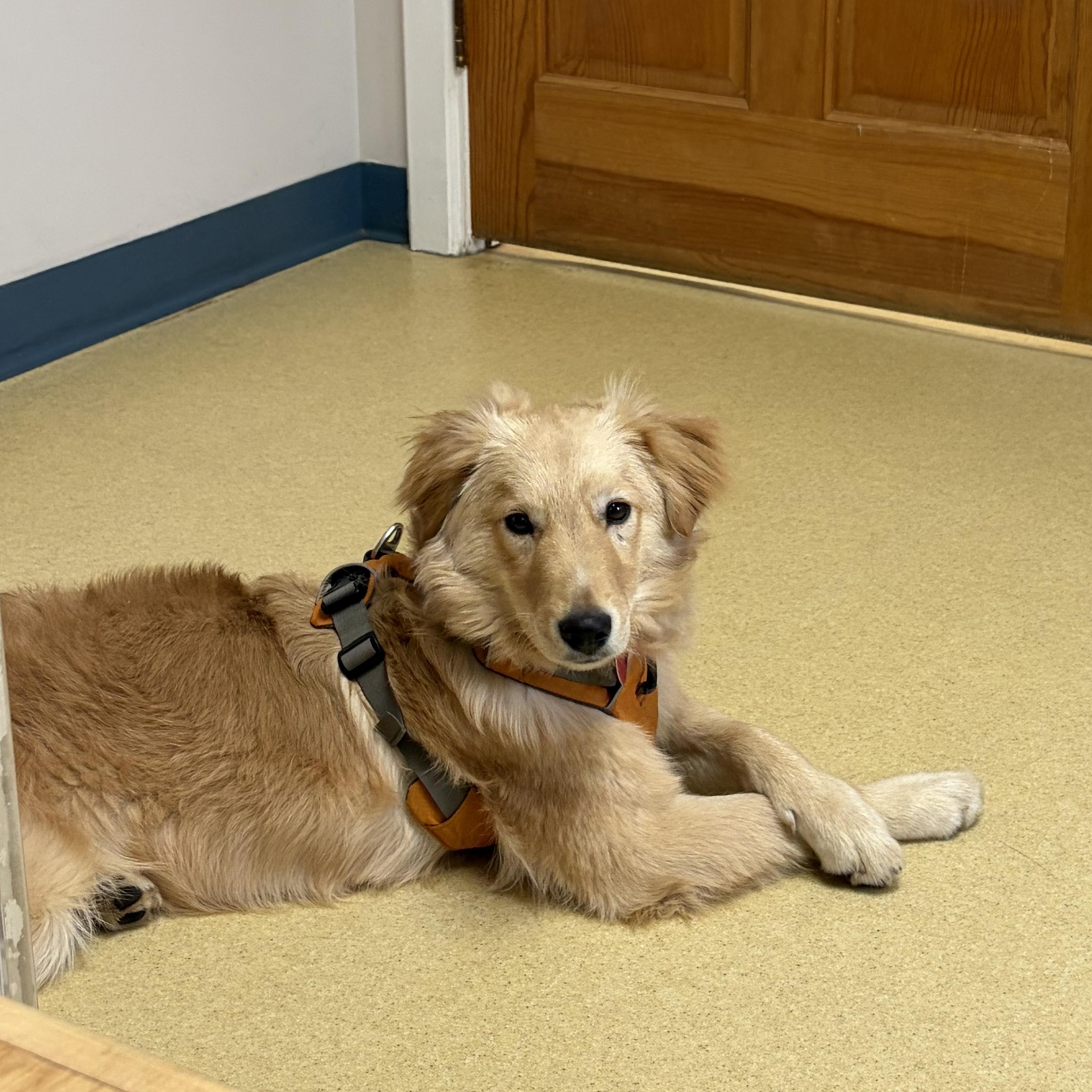 Timber - ADOPTION PENDING , an adopted mixed breed in Mashpee, MA image 2/5