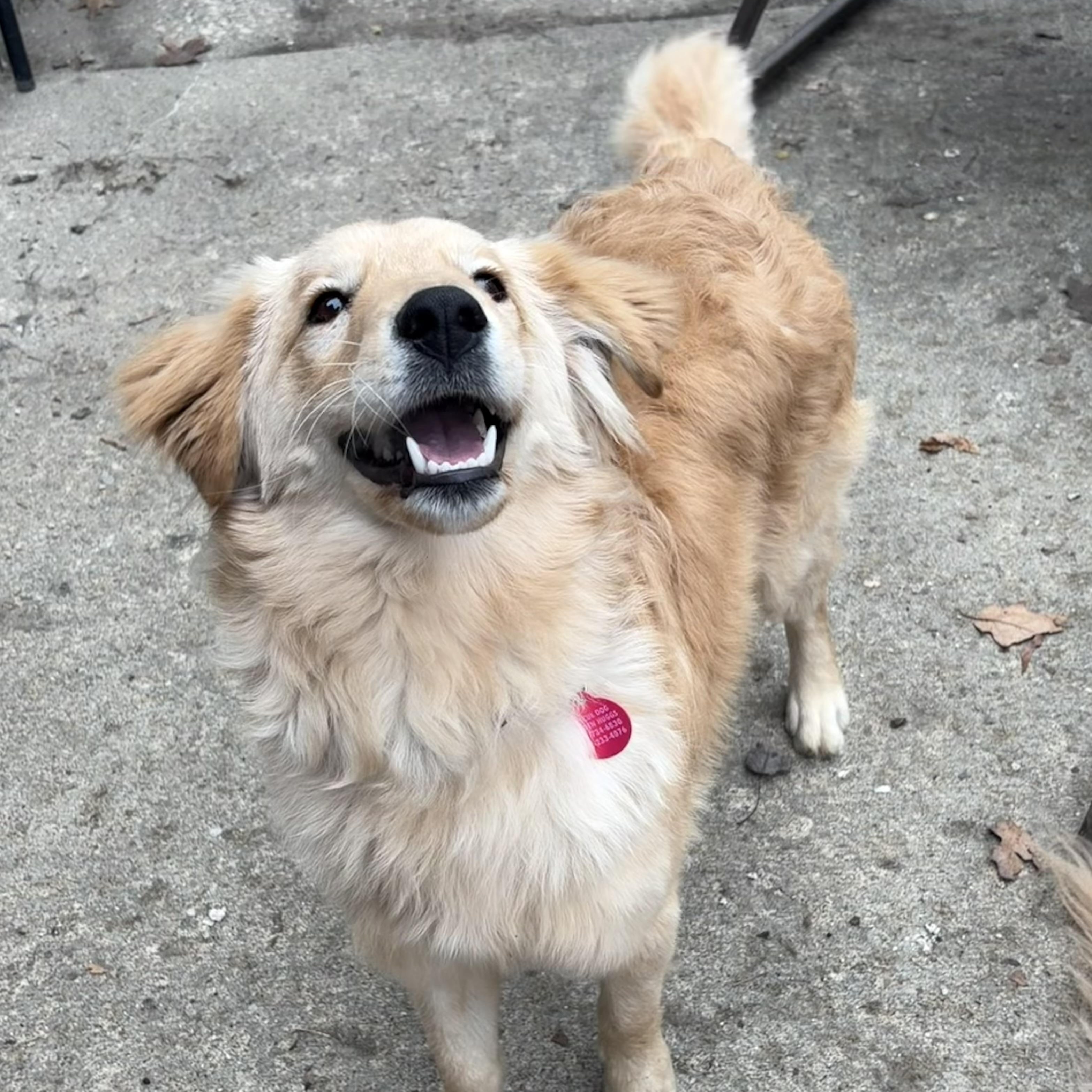 Timber - ADOPTION PENDING , an adopted mixed breed in Mashpee, MA image 3/5