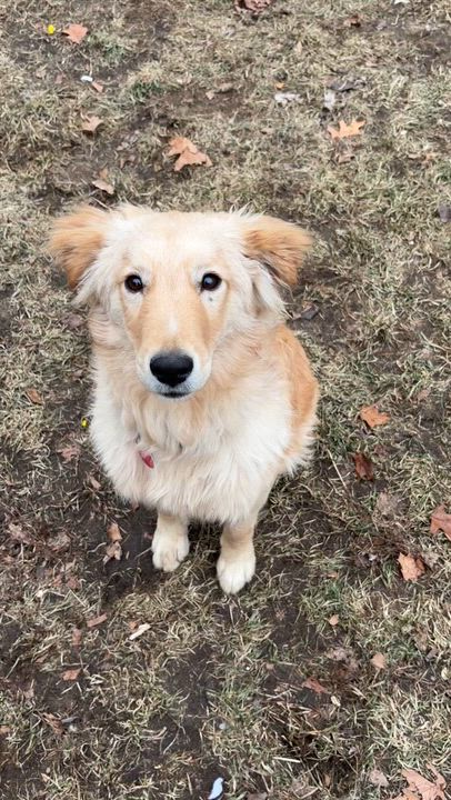 Enlarge Timber - ADOPTION PENDING , an adopted mixed breed in Mashpee, MA video 4/5