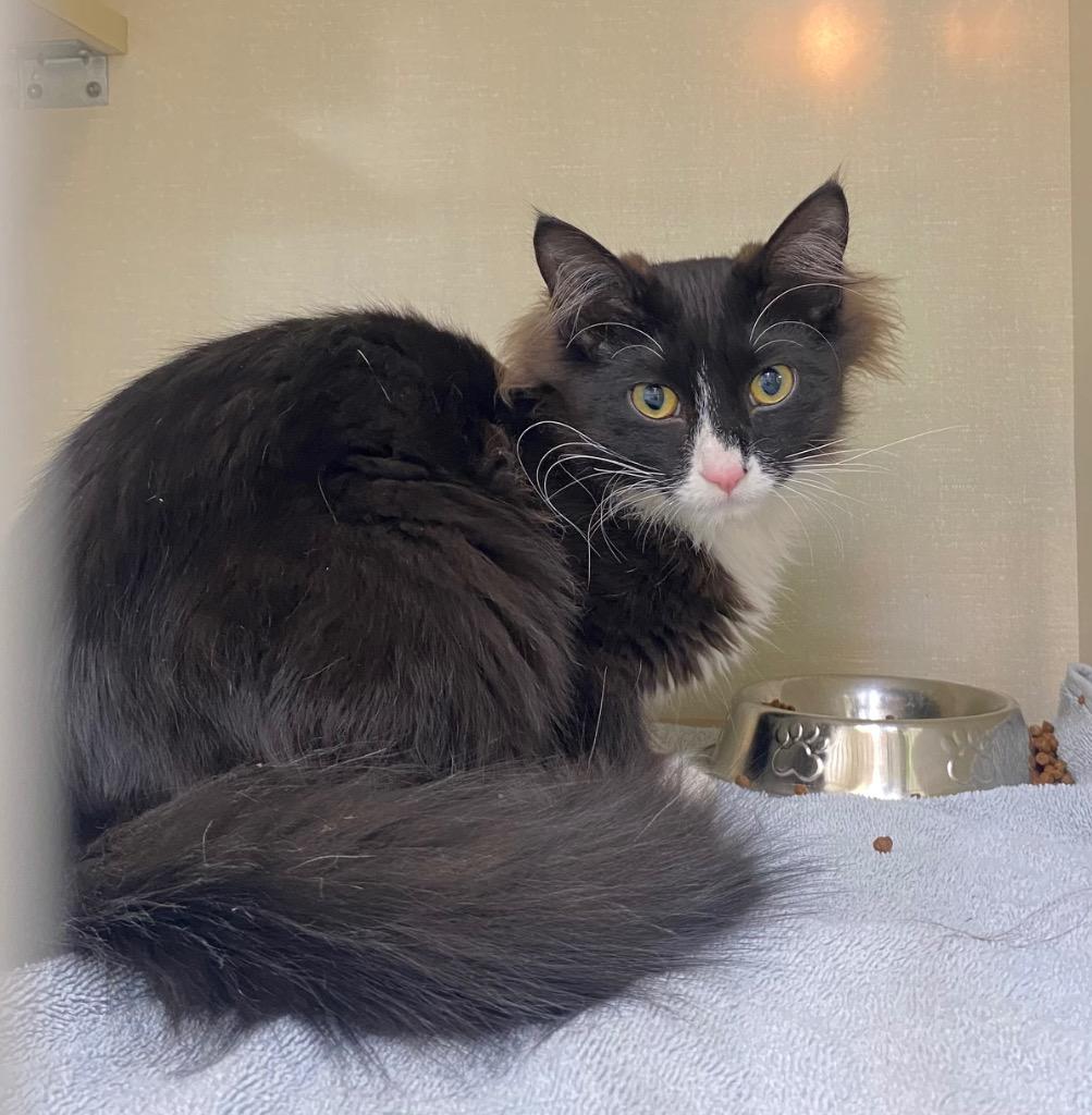 Tuxx, a Adoptable mixed breed in Winnipeg, MB image 1/2