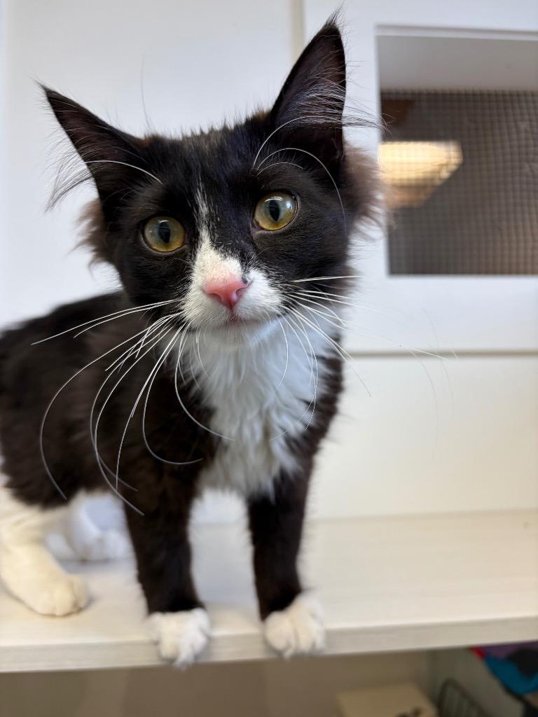 Tuxx, a Adoptable mixed breed in Winnipeg, MB image 2/2