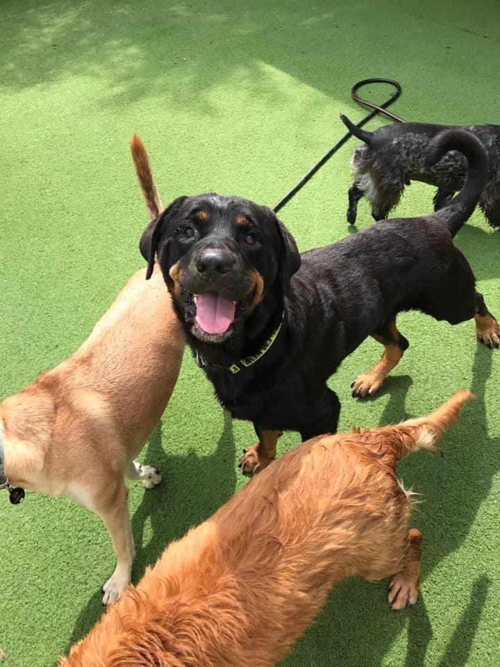 Max, a Adopted Rottweiler in Land O Lakes, FL image 1/4