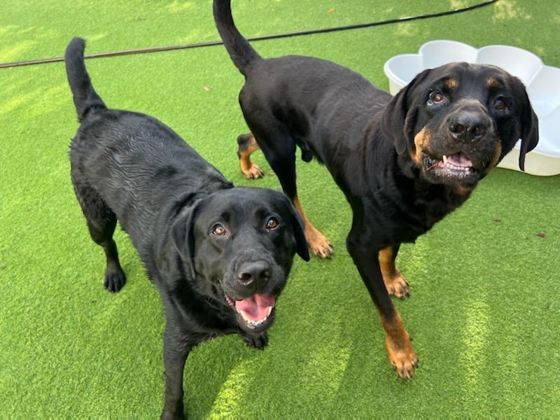 Max, a Adopted Rottweiler in Land O Lakes, FL image 2/4