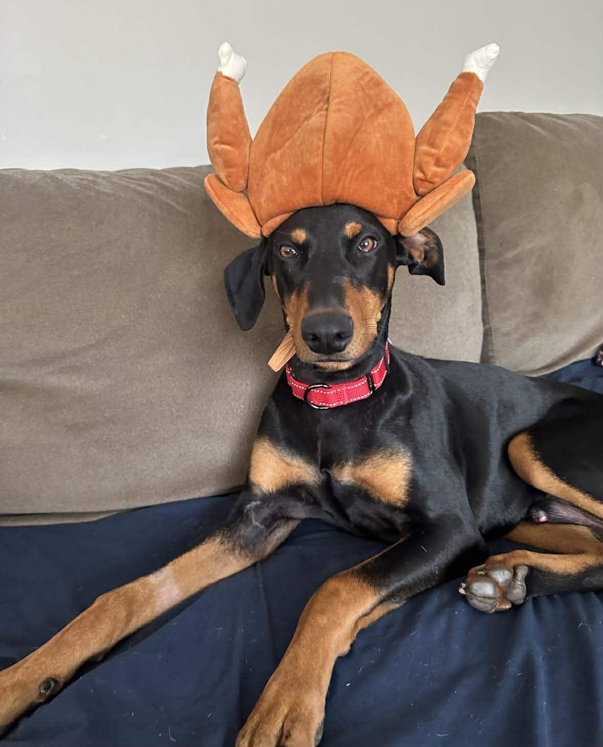 Knox, an adopted Doberman Pinscher in Matthews, NC image 1/2