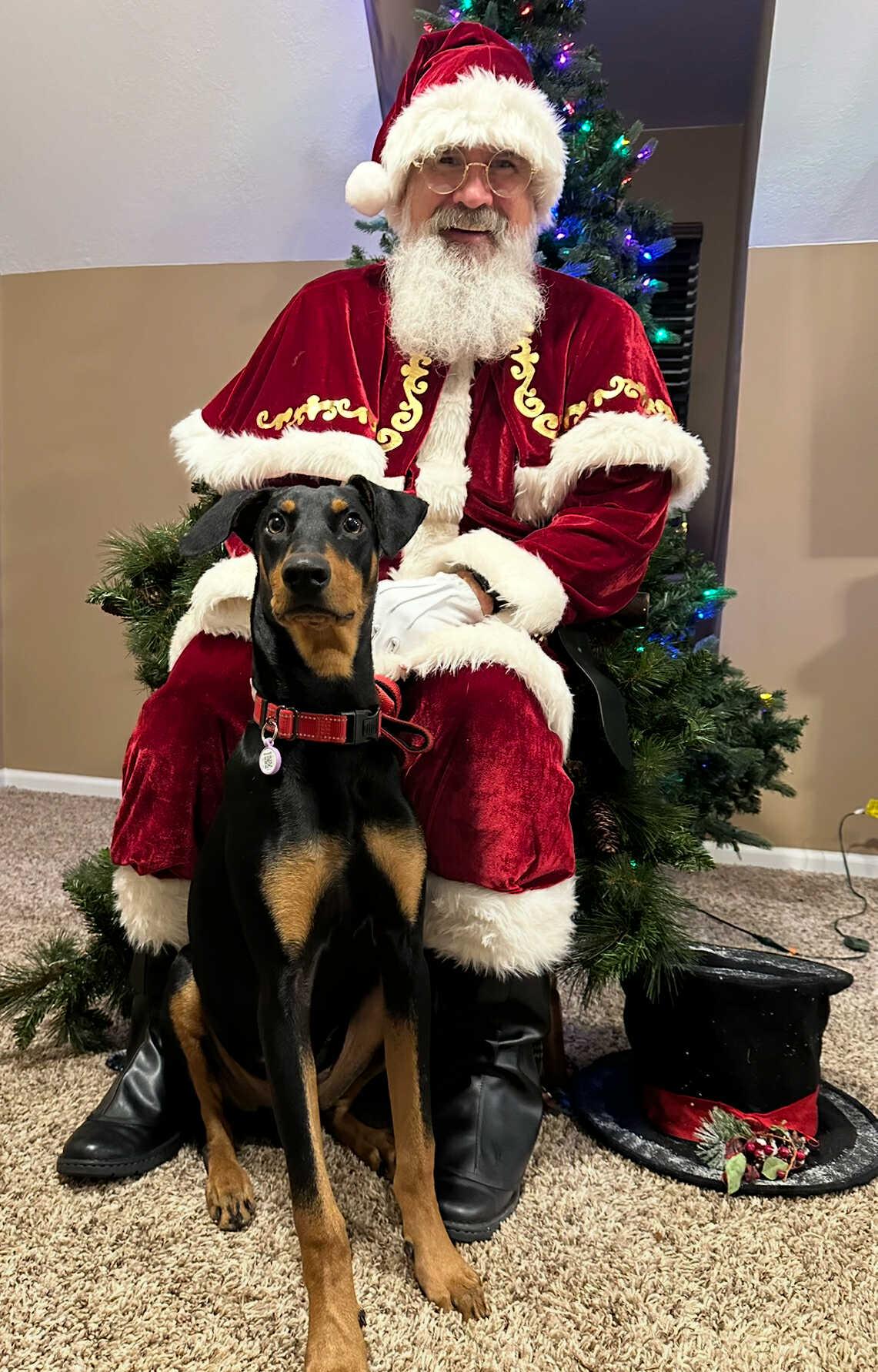 Knox, an adopted Doberman Pinscher in Matthews, NC image 2/2