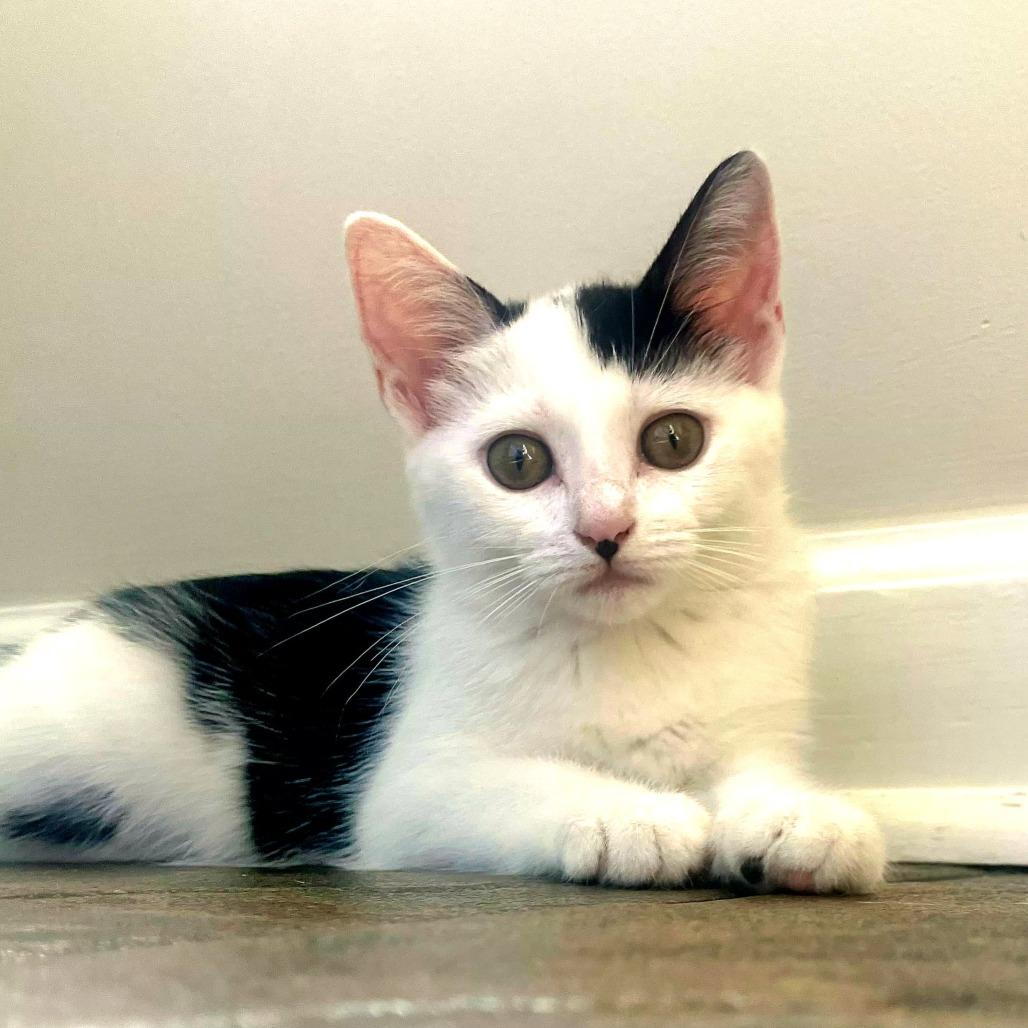 Artemis photo