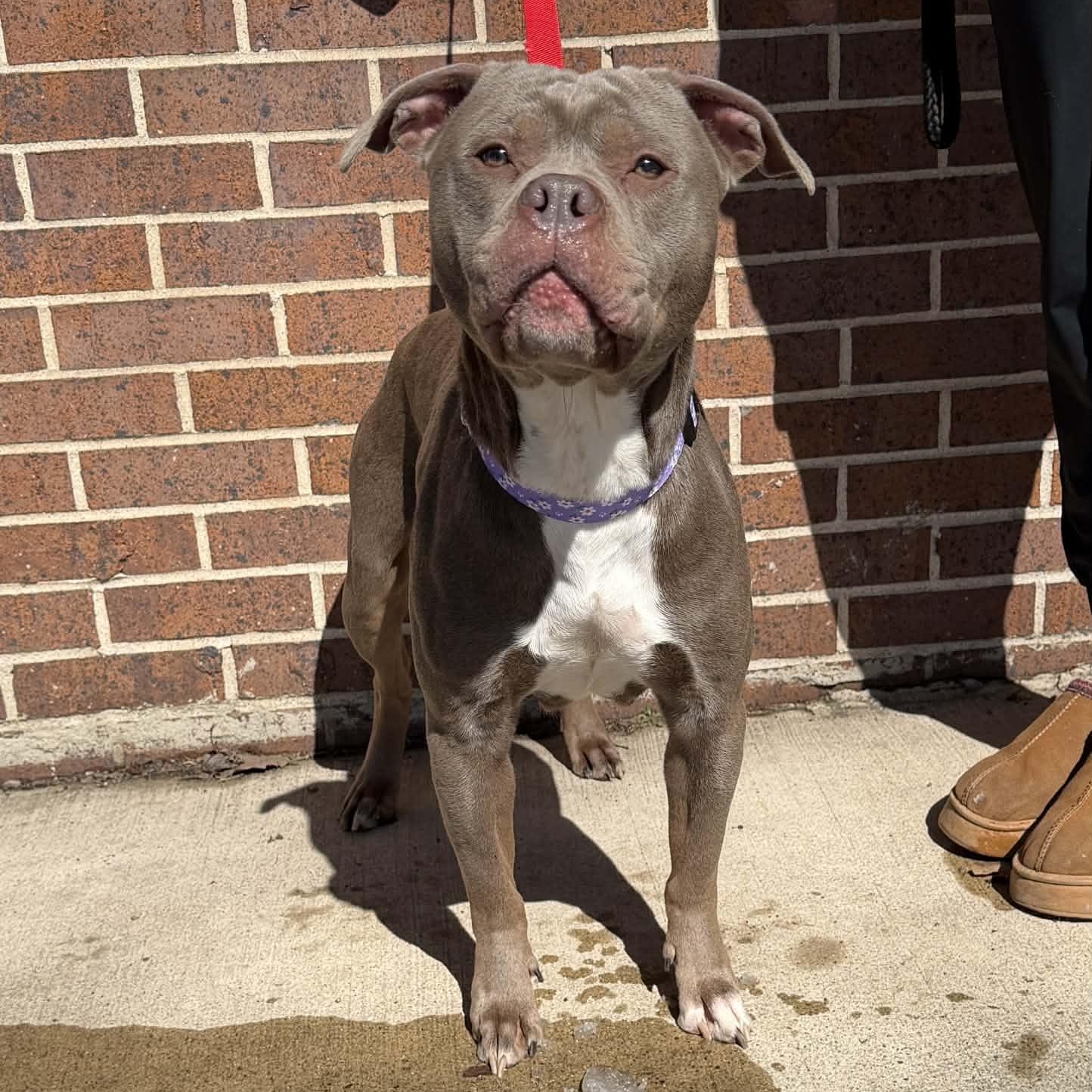 Clover, ADOPTABLE, Adult Female American Bully.