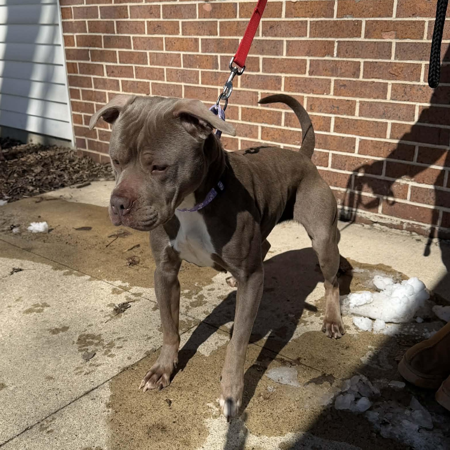 Enlarge Clover, a ADOPTABLE mixed breed in Waterloo, IA image 3/3