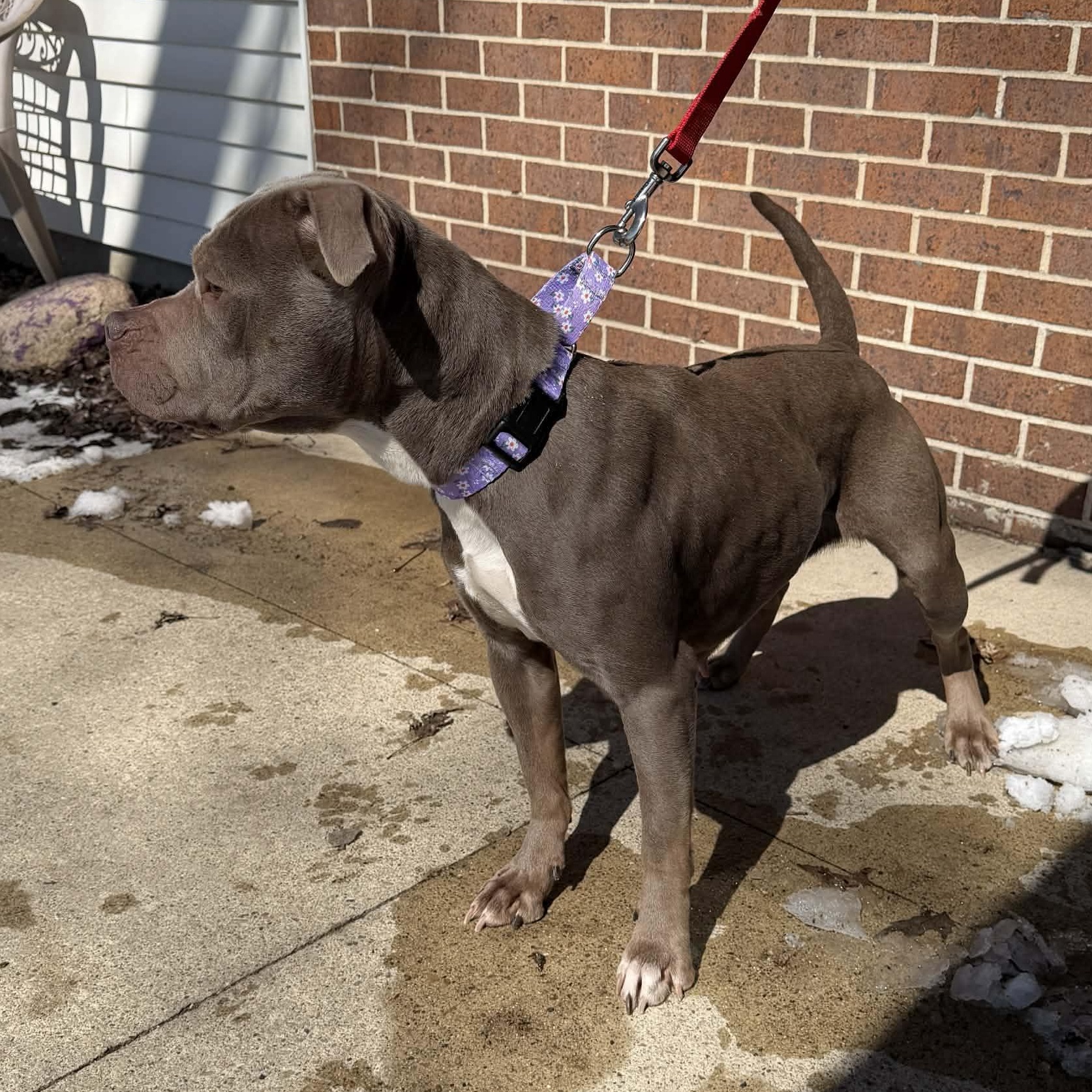 Enlarge Clover, a ADOPTABLE mixed breed in Waterloo, IA image 2/3