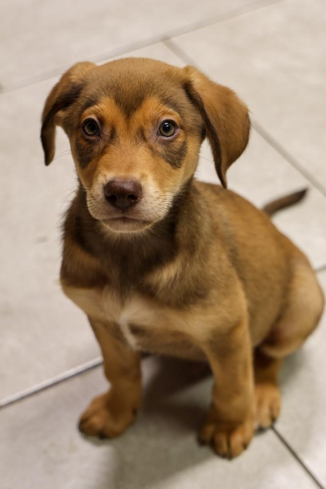 Enlarge Magnesium, a ADOPTABLE Labrador Retriever in TUCSON, AZ image 2/2