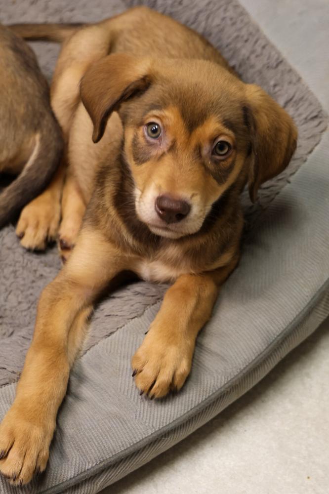 Magnesium, ADOPTABLE, Puppy Male Labrador Retriever.