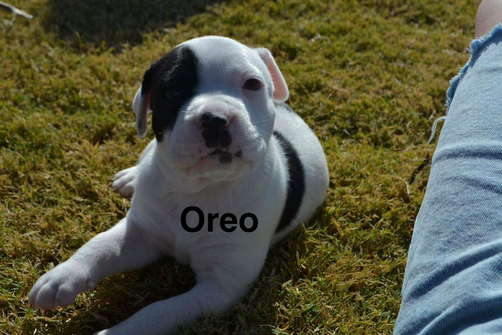 Oreo, Adoptable, Puppy Female Collie & American Staffordshire Terrier.