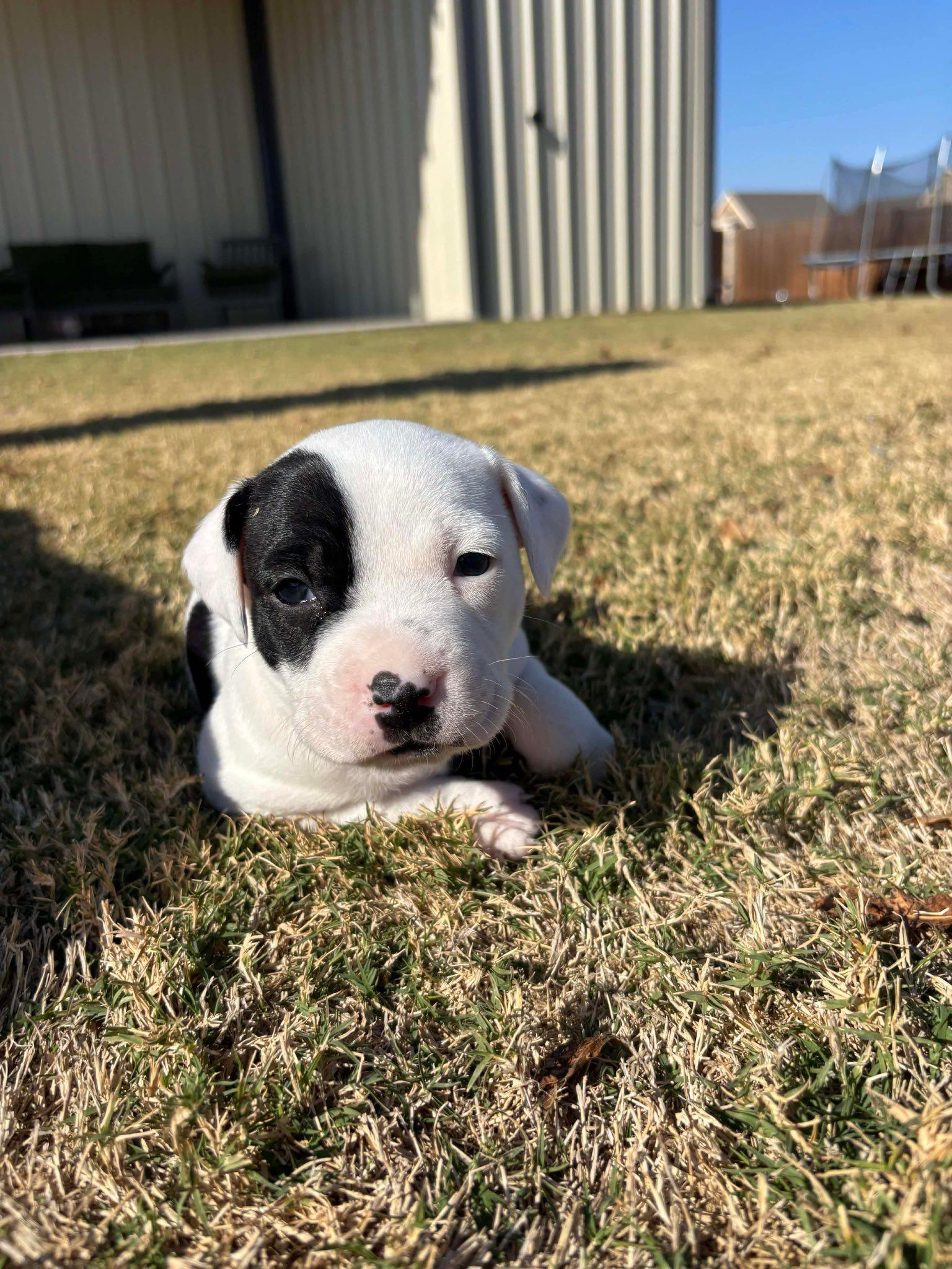 Oreo, a Adoptable mixed breed in Dallas, TX image 2/3