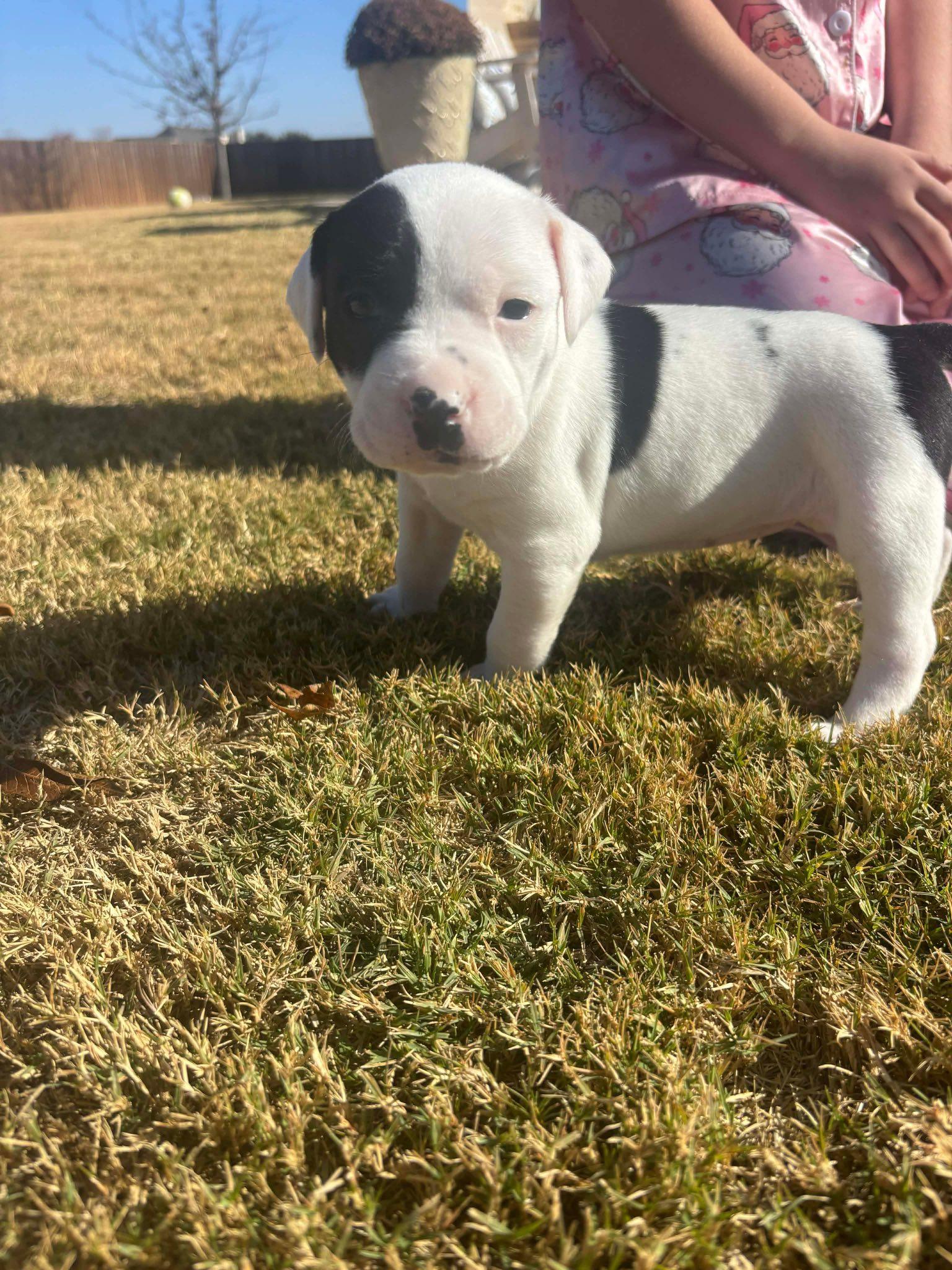 Oreo, a Adoptable mixed breed in Dallas, TX image 3/3