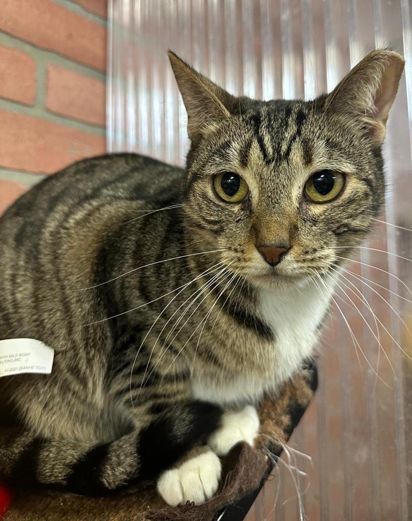 Mystery, Adult Female Domestic Short Hair