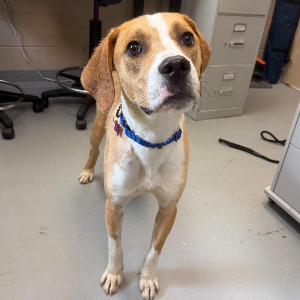 Benny, Adoptable, Young Male Hound & Labrador Retriever.