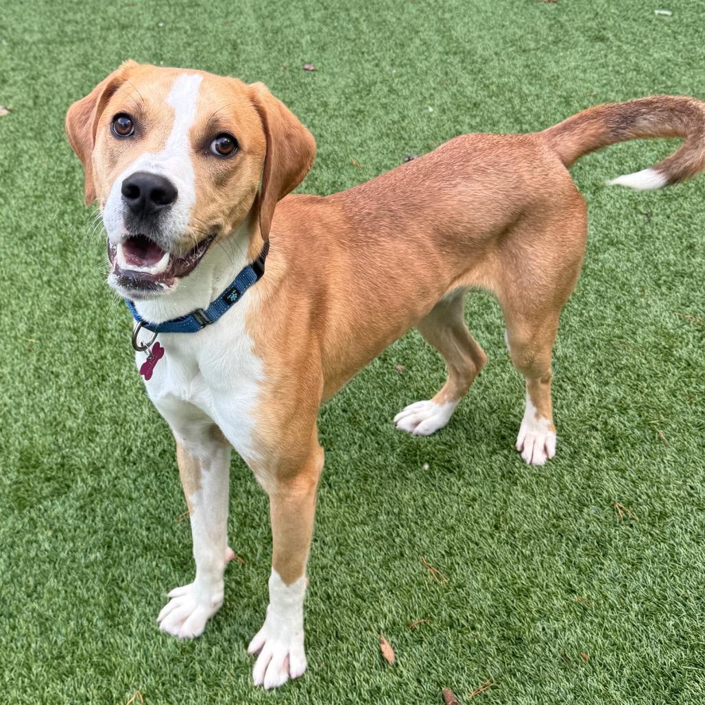 Enlarge Benny, a Adoptable mixed breed in Troy, VA image 2/5