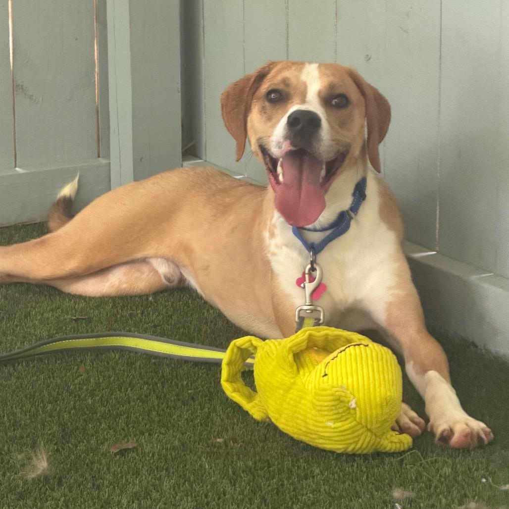 Benny, a Adoptable mixed breed in Troy, VA image 2/3