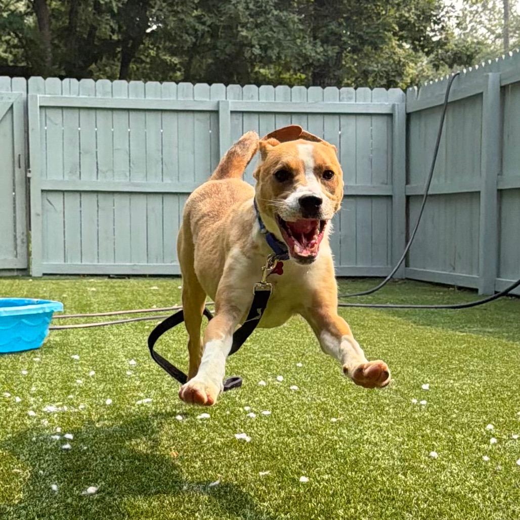 Benny, a Adoptable mixed breed in Troy, VA image 3/3