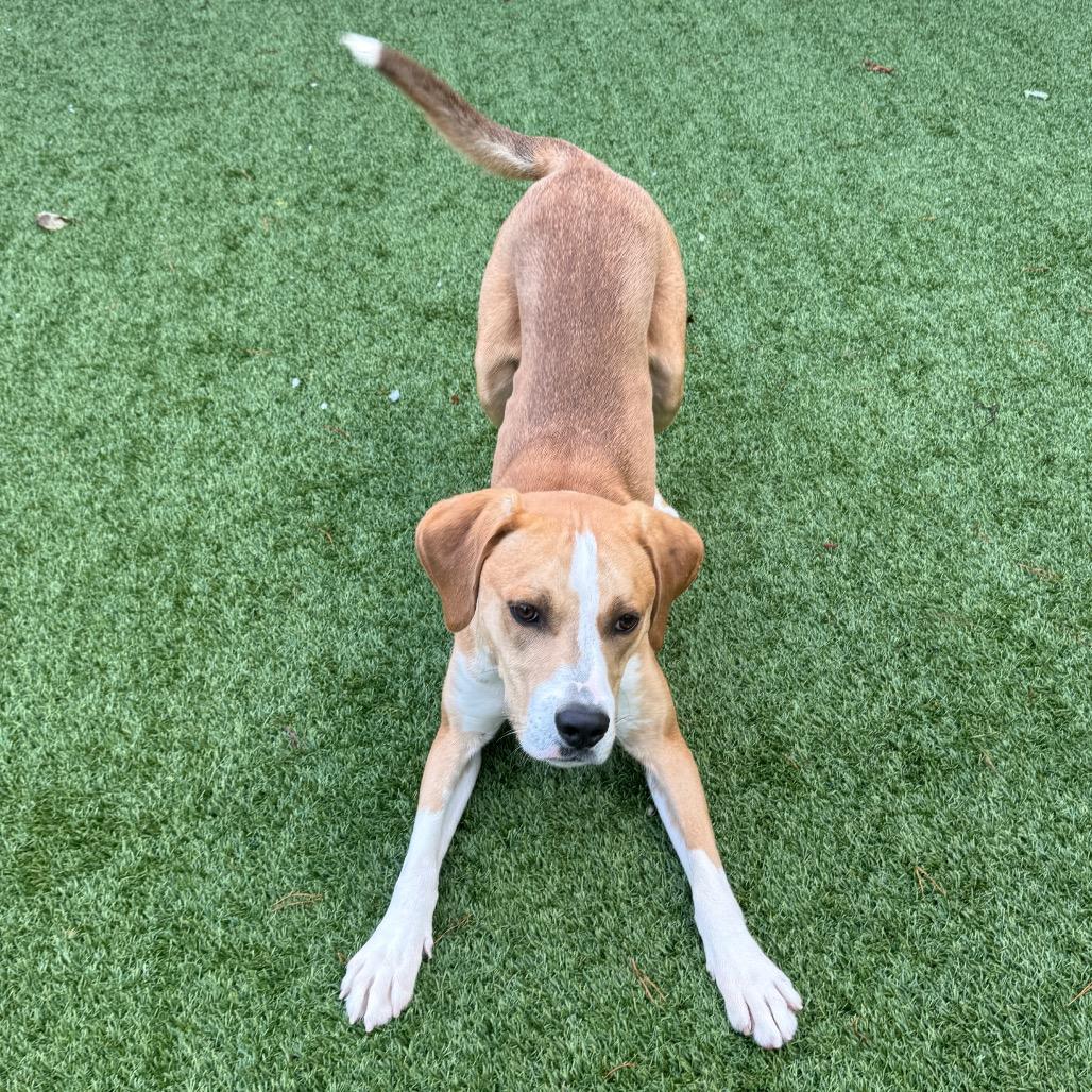 Enlarge Benny, a Adoptable mixed breed in Troy, VA image 5/5