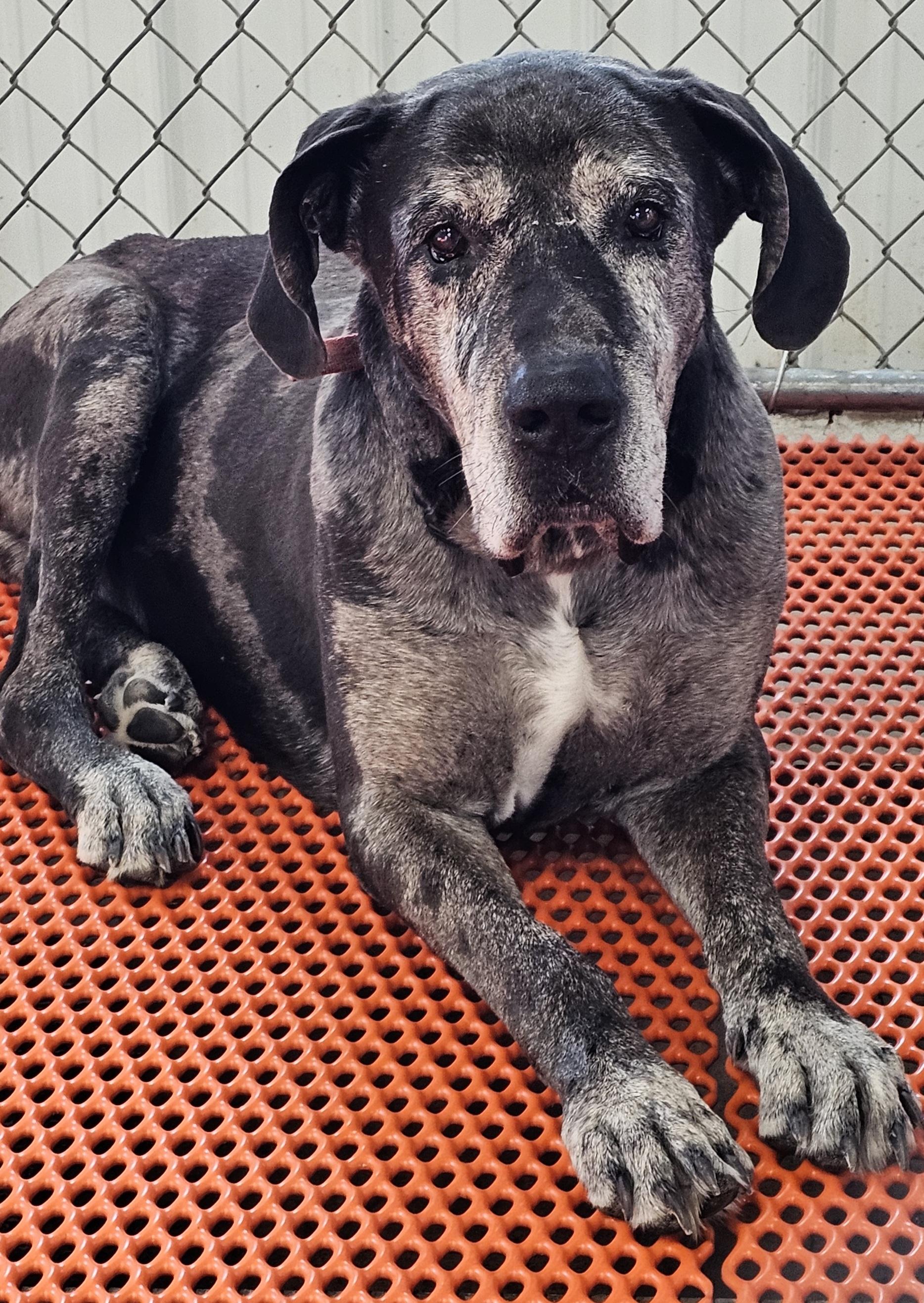 Enlarge Hank, an adopted Great Dane in Columbia, MO image 1/6