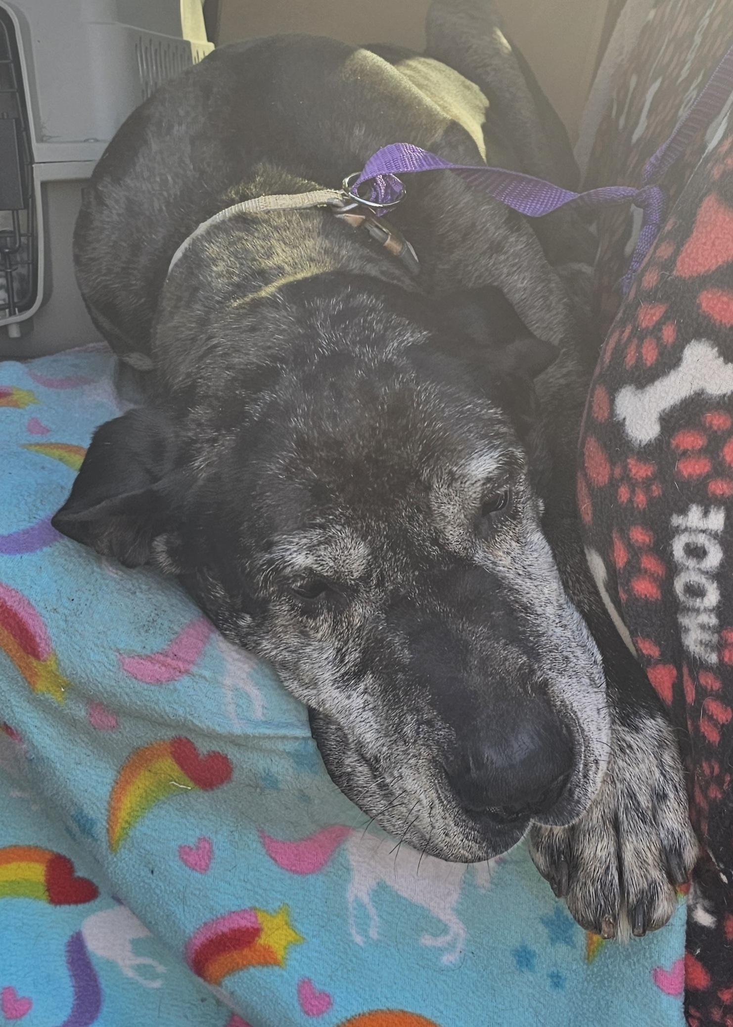 Enlarge Hank, an adopted Great Dane in Columbia, MO image 6/6