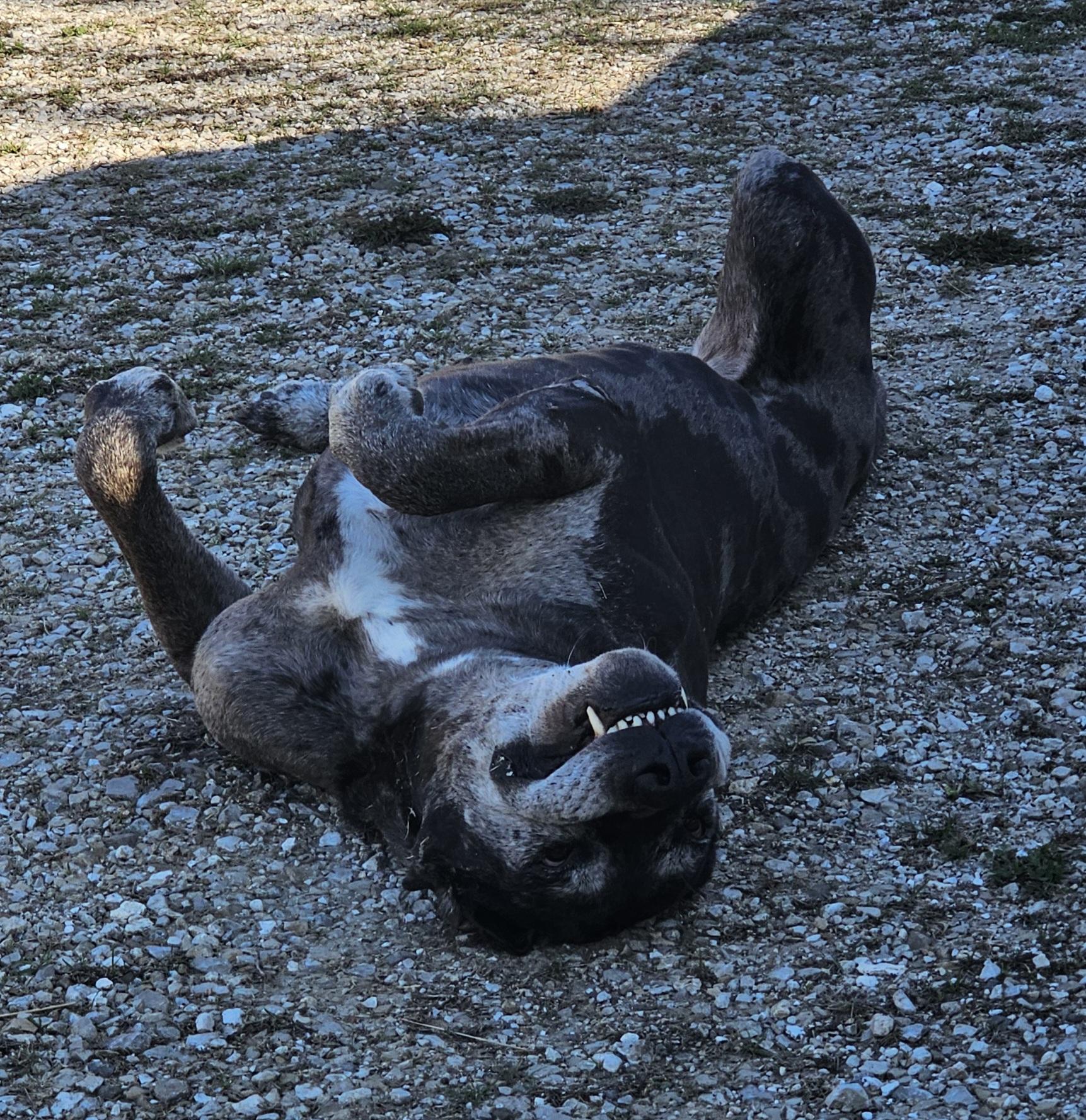 Enlarge Hank, an adopted Great Dane in Columbia, MO image 3/6