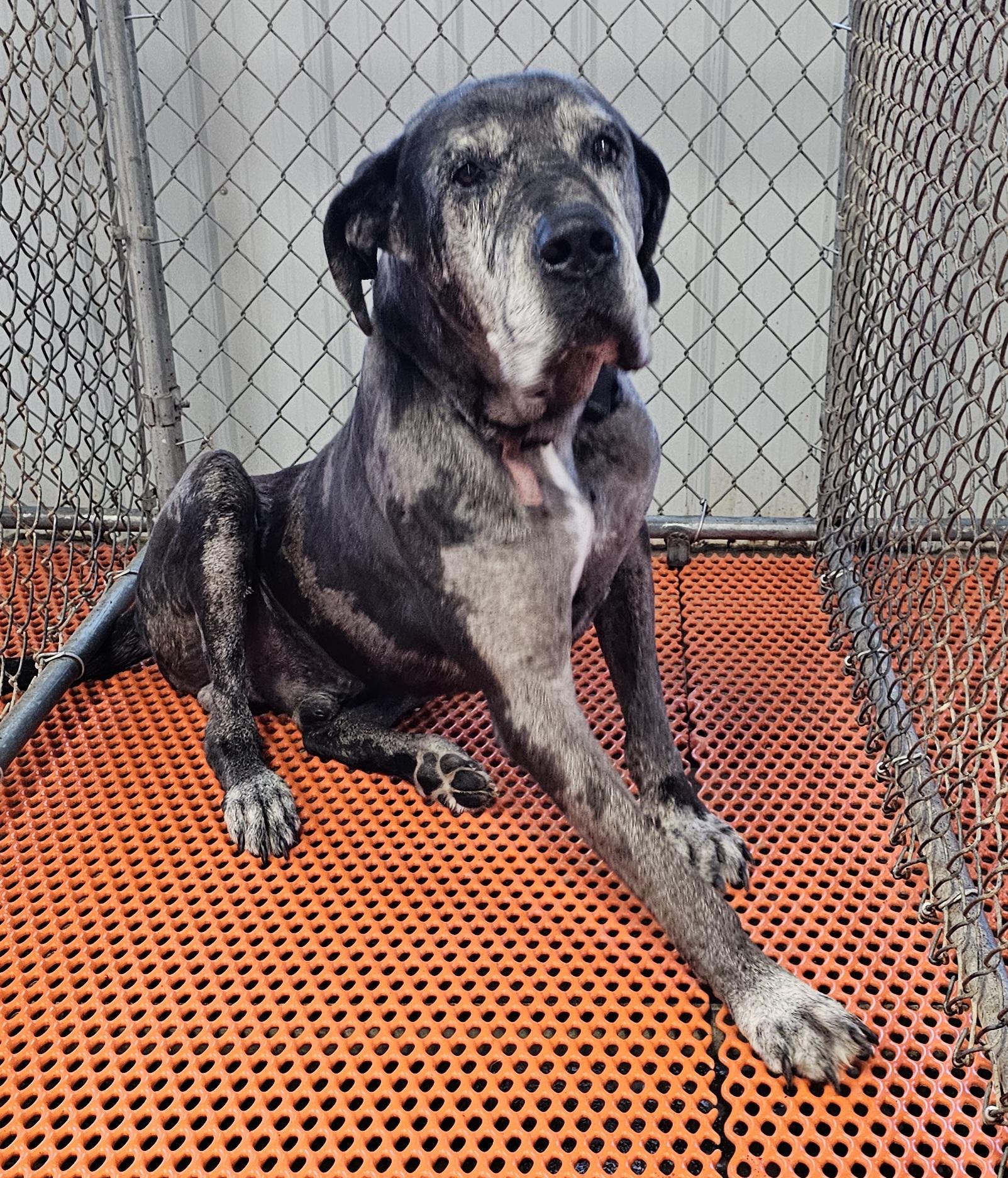 Enlarge Hank, an adopted Great Dane in Columbia, MO image 5/6