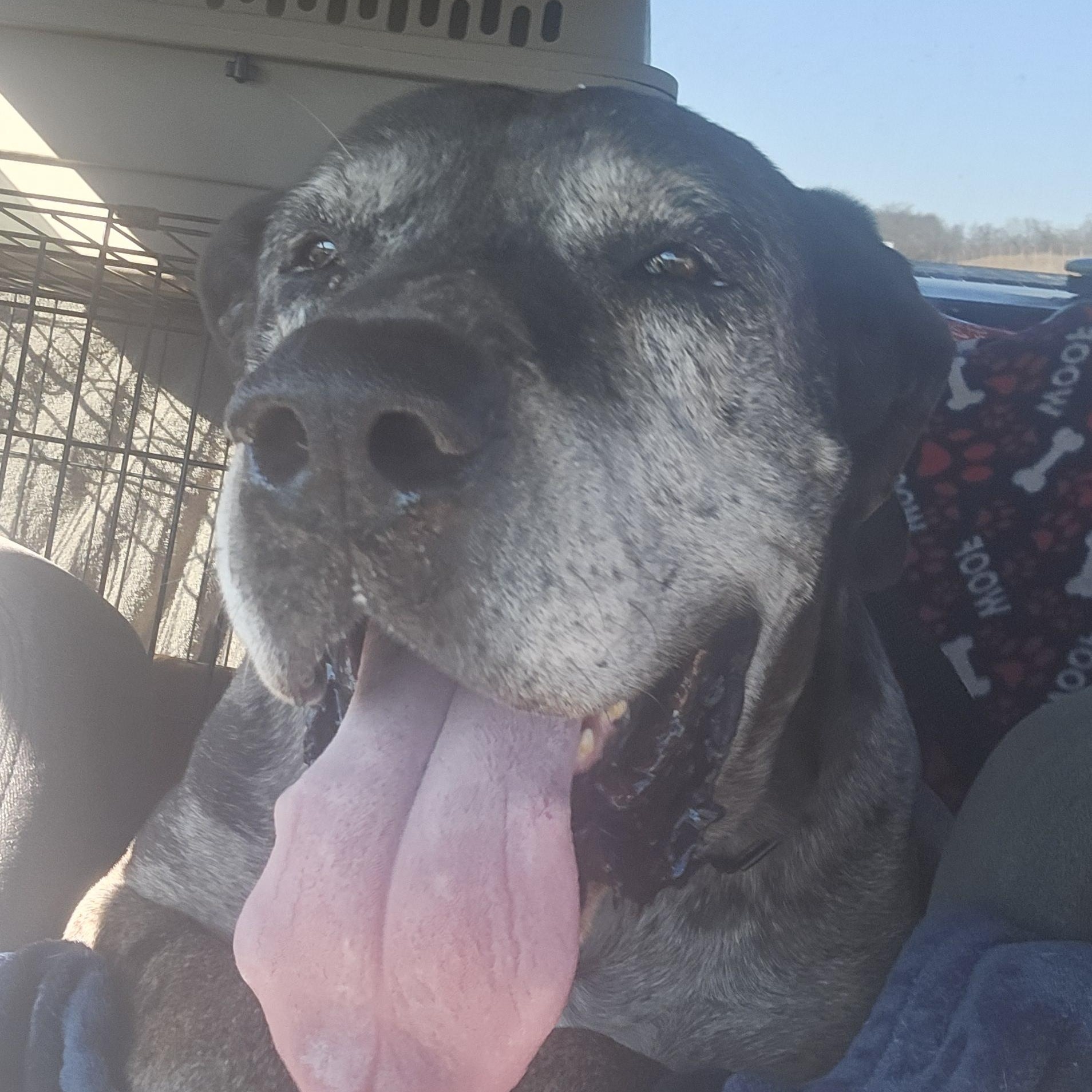 Enlarge Hank, an adopted Great Dane in Columbia, MO image 4/6