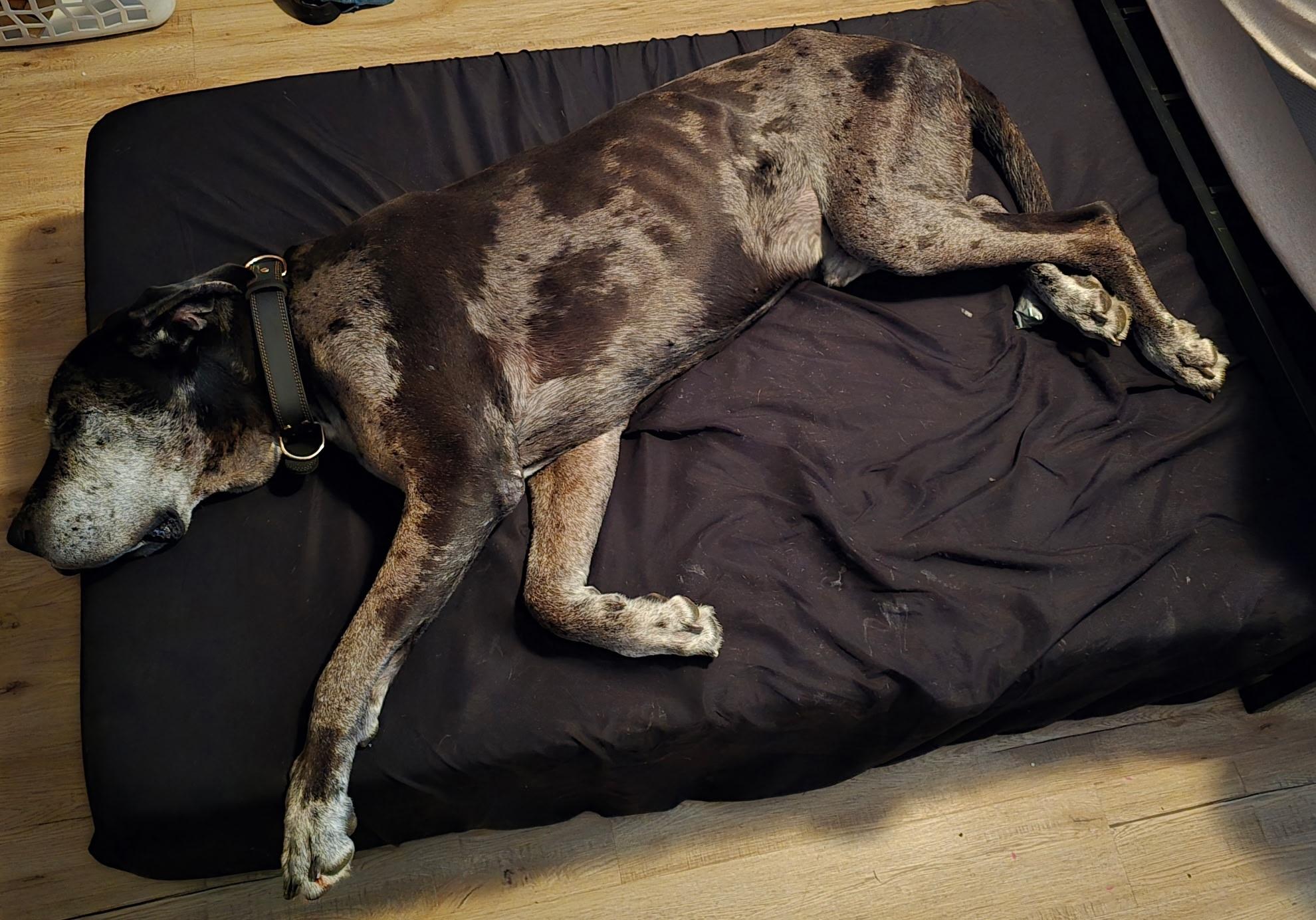 Enlarge Hank, an adopted Great Dane in Columbia, MO image 2/6