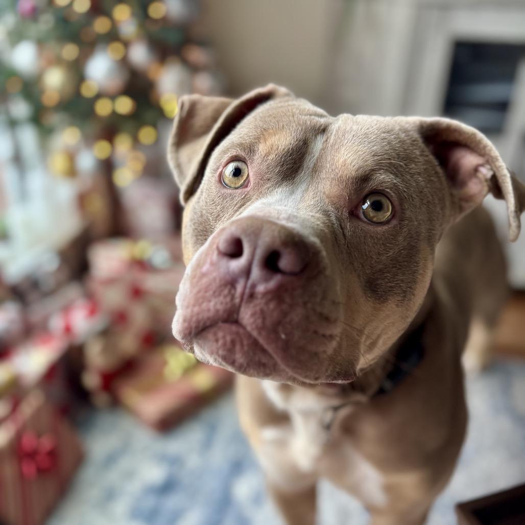 Enlarge Tuba, a Adoptable Mixed Breed in Winston-Salem, NC image 1/6
