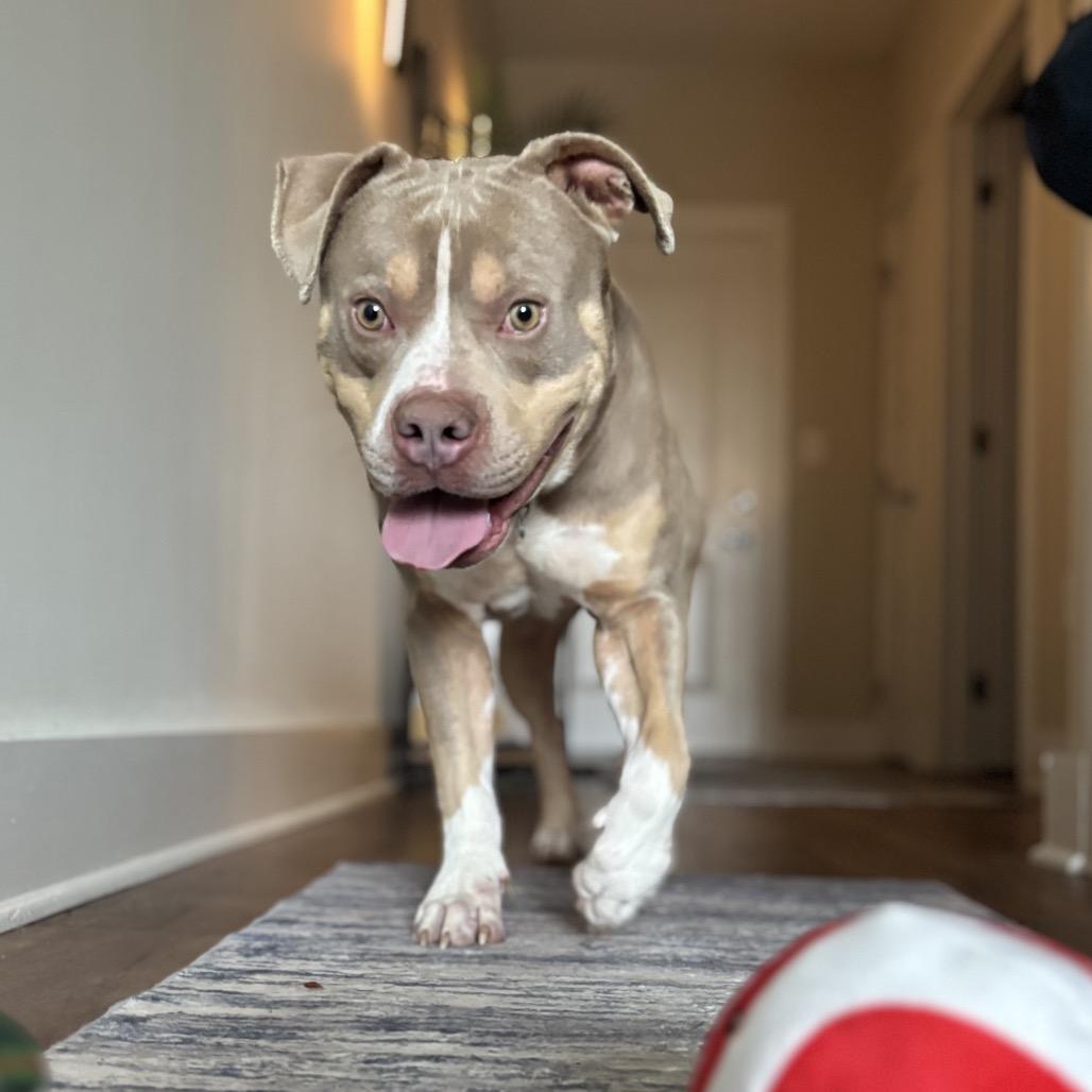 Enlarge Tuba, a Adoptable Mixed Breed in Winston-Salem, NC image 2/6