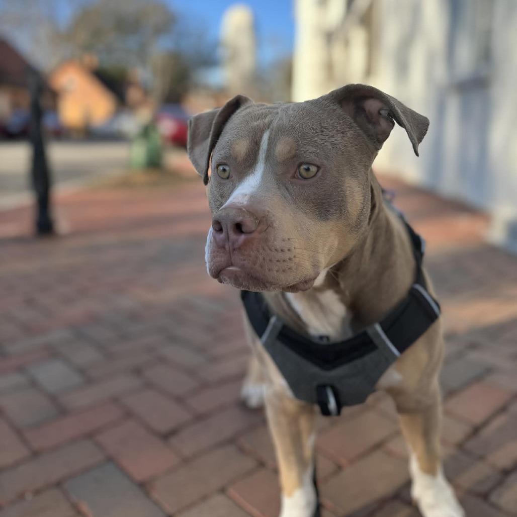 Enlarge Tuba, a Adoptable Mixed Breed in Winston-Salem, NC image 3/6