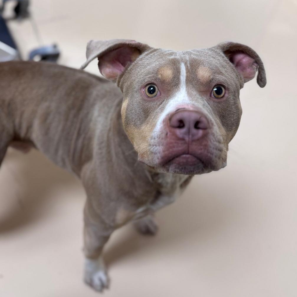 Enlarge Tuba, a Adoptable Mixed Breed in Winston-Salem, NC image 4/6