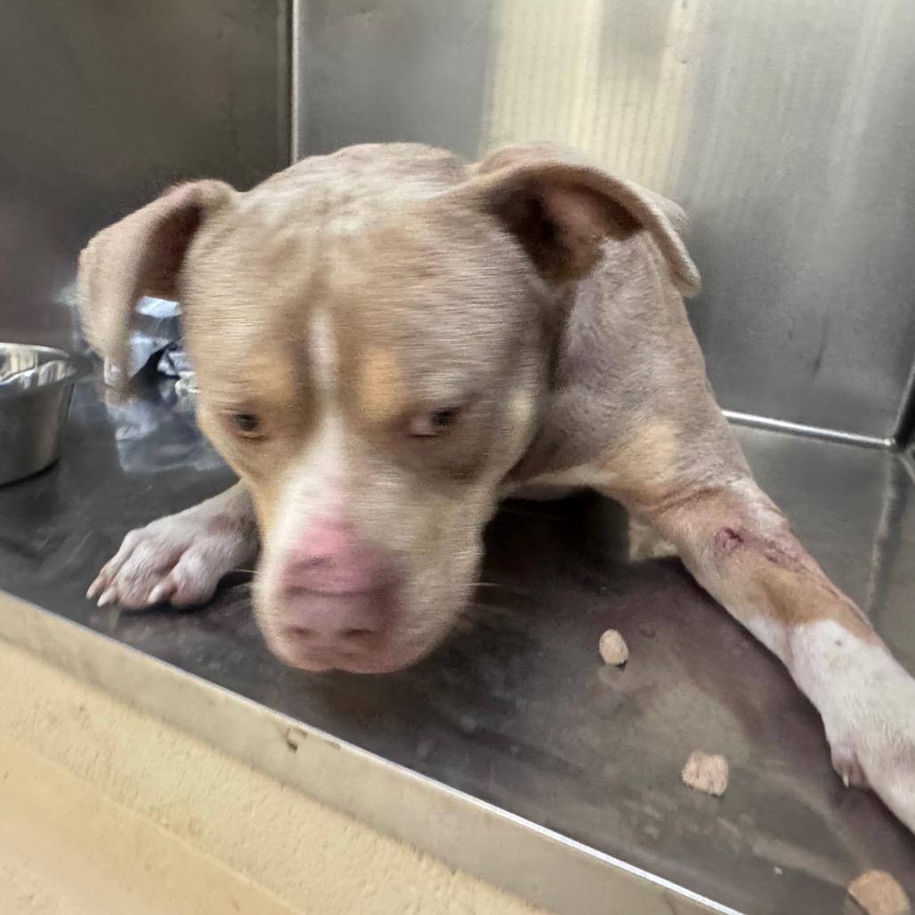 Enlarge Tuba, a Adoptable Mixed Breed in Winston-Salem, NC image 5/6