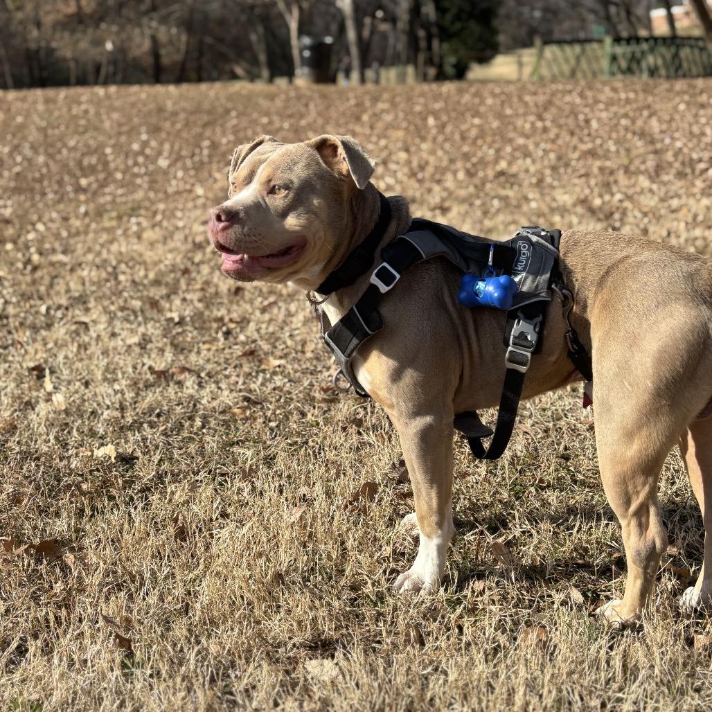 Enlarge Tuba, a Adoptable Mixed Breed in Winston-Salem, NC image 6/6