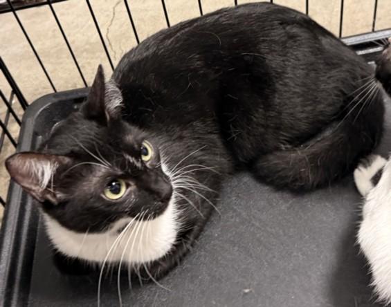 Enlarge ROLO, a Adoptable Domestic Short Hair in Chatsworth, CA image 1/1
