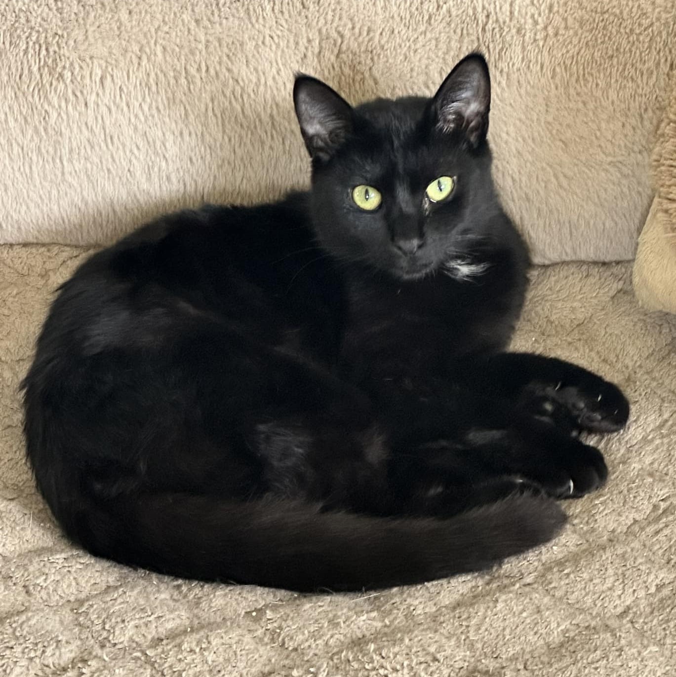 Enlarge Asha, a Adoptable Domestic Short Hair in Leonardtown, MD image 1/1
