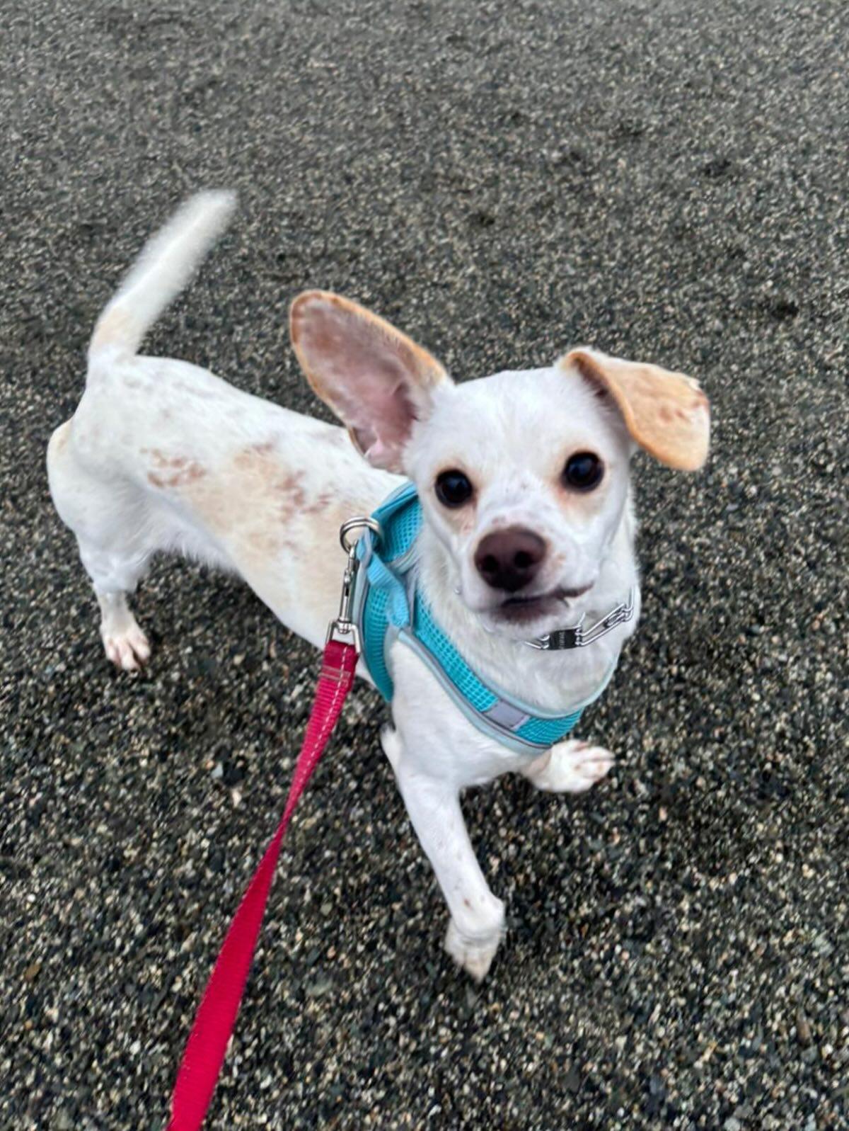 Enlarge SKIPPY, a ADOPTABLE mixed breed in Coquitlam, BC image 2/6