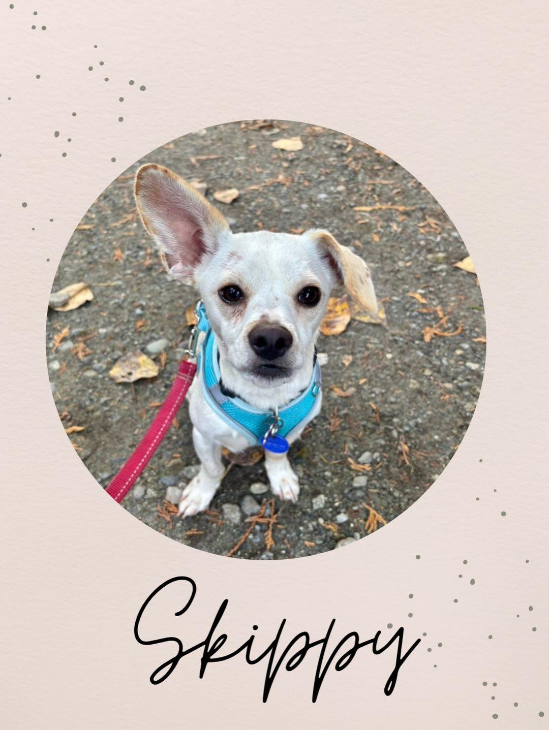 Enlarge SKIPPY, a ADOPTABLE mixed breed in Coquitlam, BC image 1/6