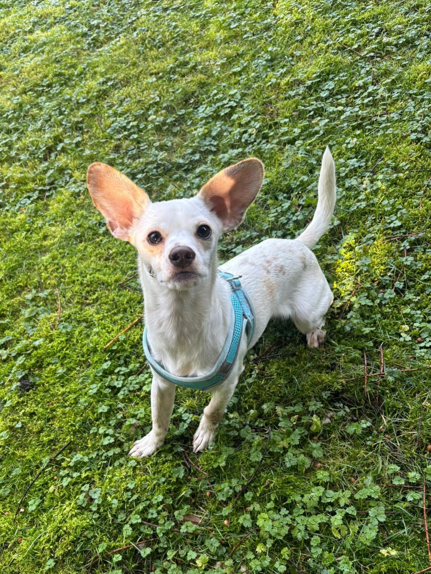 Enlarge SKIPPY, a ADOPTABLE mixed breed in Coquitlam, BC image 5/6