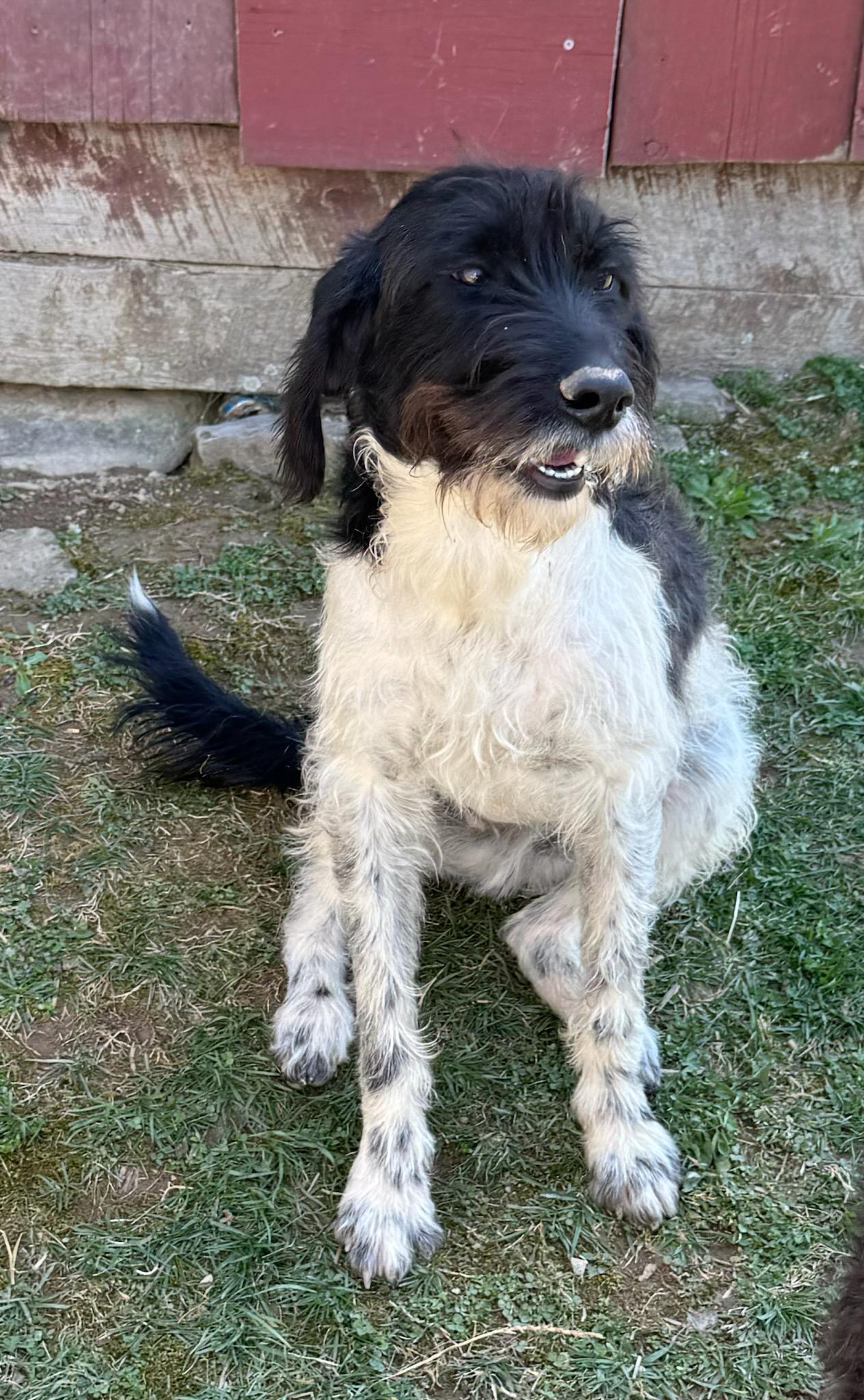 Milton Wirehaired Pointing Griffon Dog